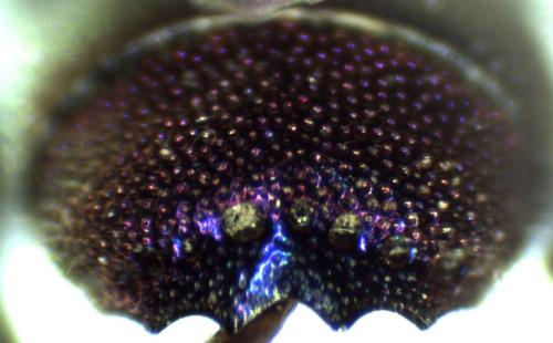 Réf. 297 157 : Chrysis interjecta